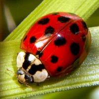 Ladybug's Photo