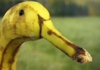 banana duck's Photo